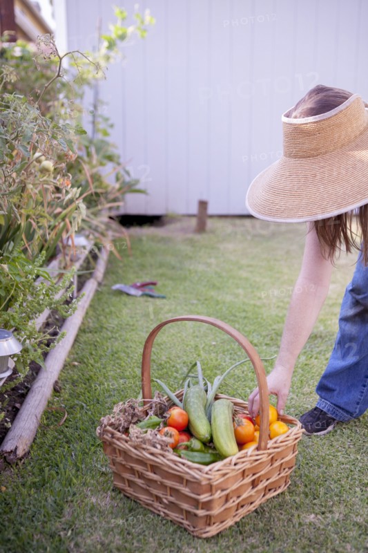 Mixed race farmer gathering vegetables in garden