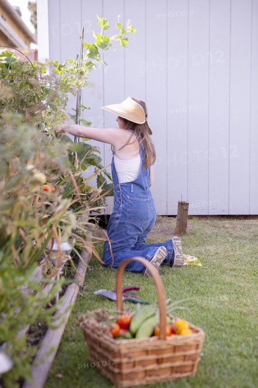 Mixed race farmer gathering vegetables in garden