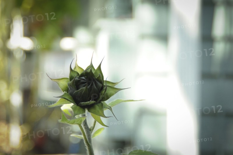 Close up of flower bud growing outdoors