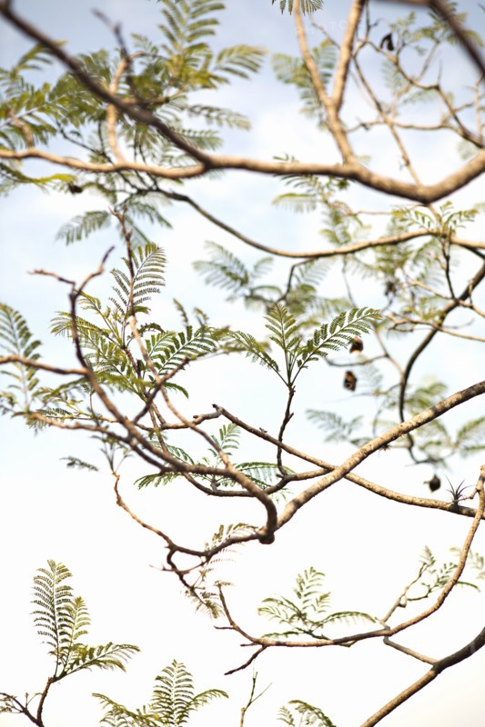 Low angle view of tree branches under sky