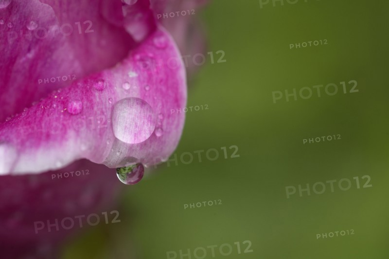Close up of water droplet on flower petal