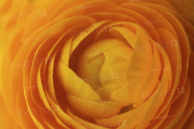 Close up of orange flower petals