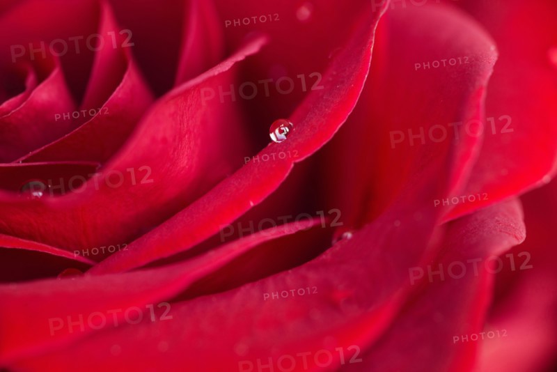 Close up of water droplet on rose petal