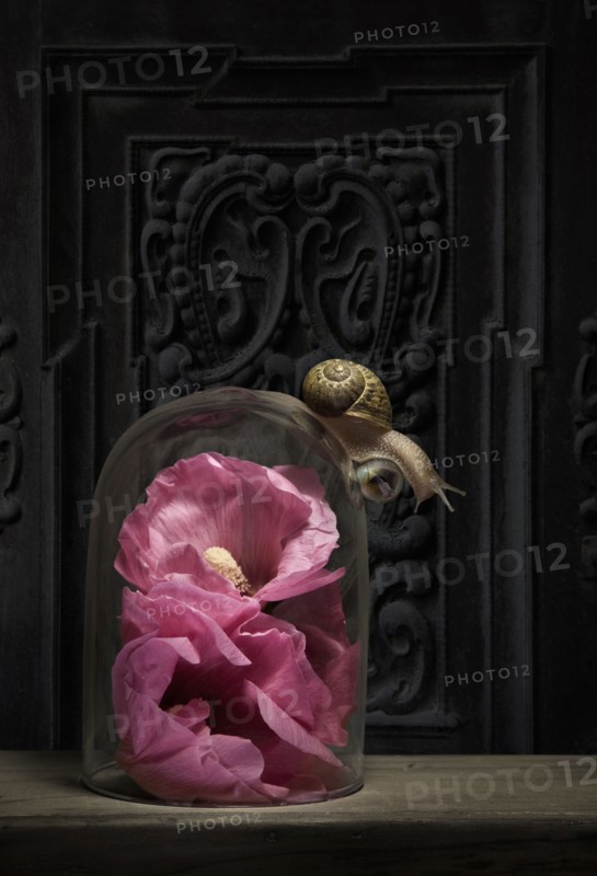Close up of snail crawling on glass jar over flower