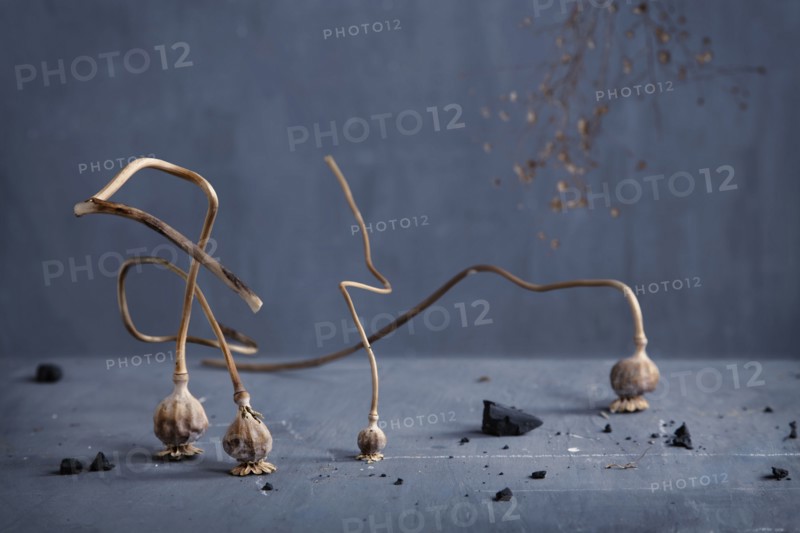 Dried plant bulbs on counter top