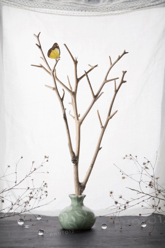 Butterfly perching on branches in ceramic vase