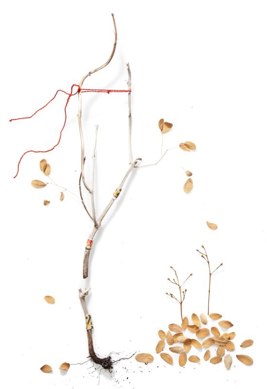 Dry branch with scattered autumn leaves