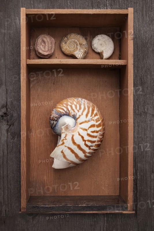 Seashells in display shelf