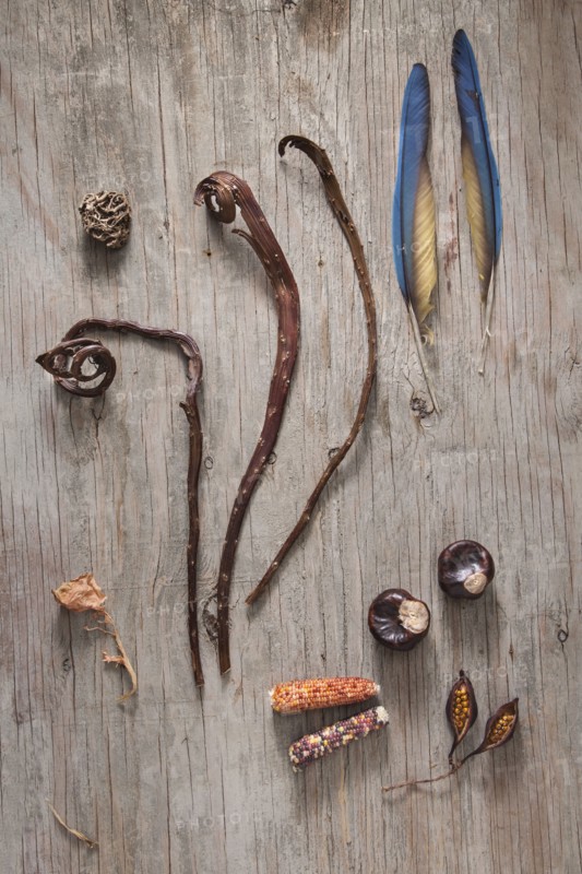Dried leaves