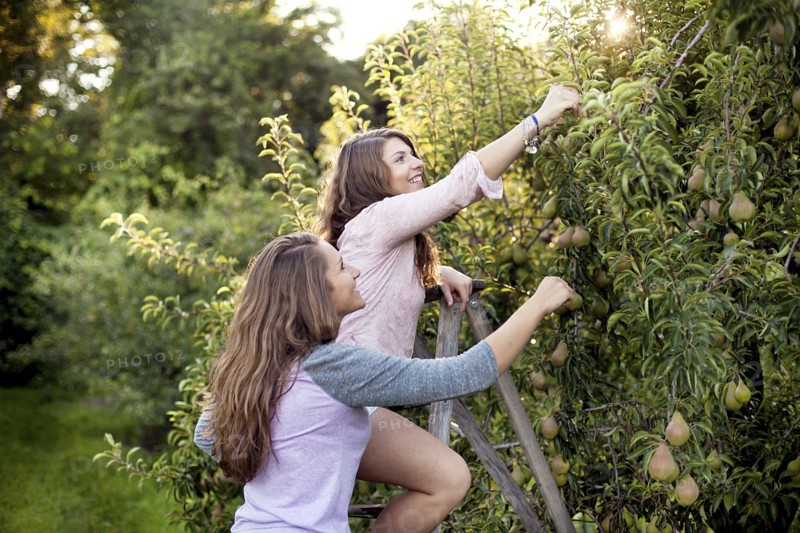 Caucasian women picking fruit in orchard