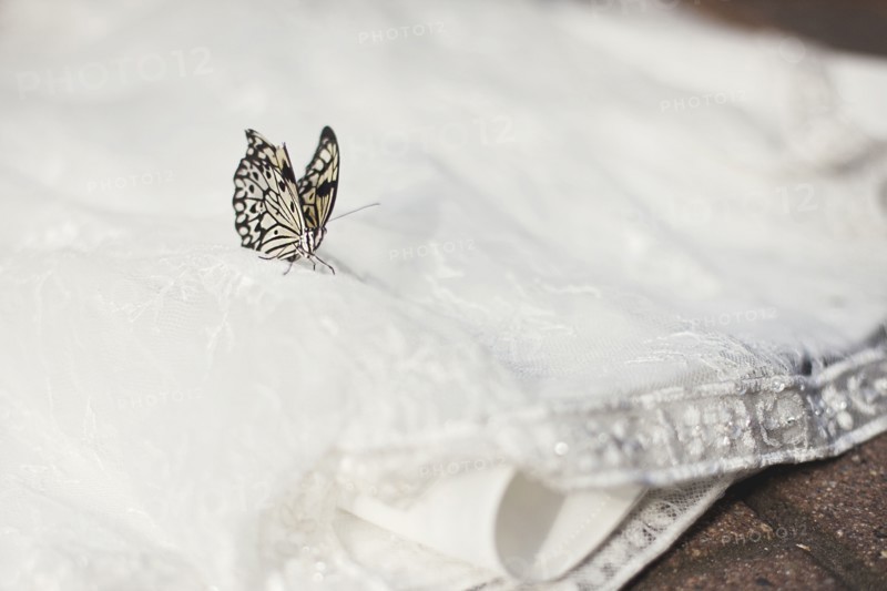 Close up of butterfly on wedding dress
