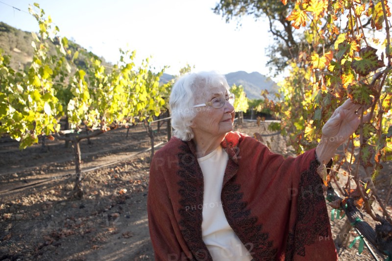 Older Caucasian woman examining vines in vineyard