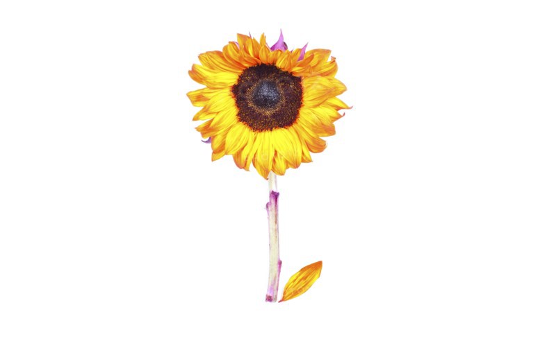 Sunflower on glass stem