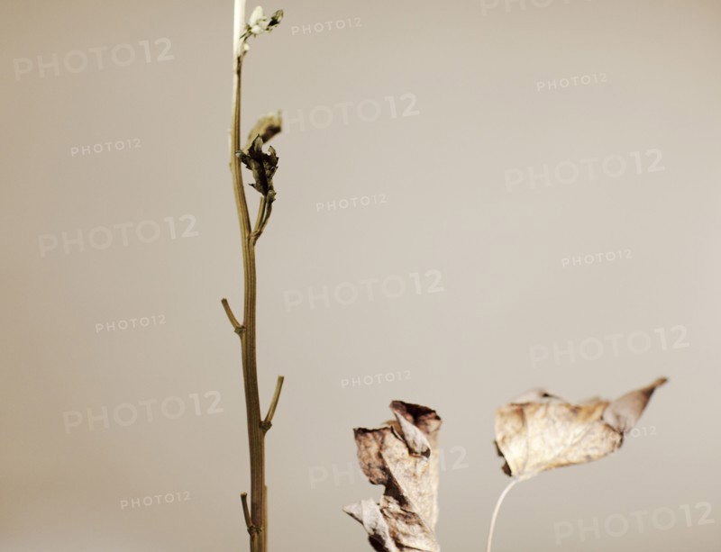 Close up of dried leaves and stem