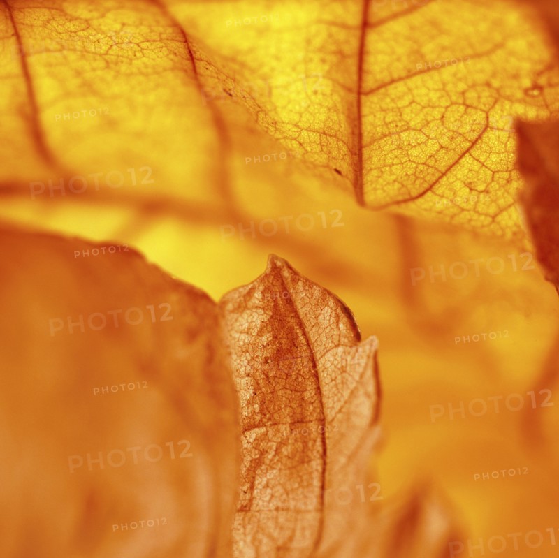 Close up of dried autumn leaf