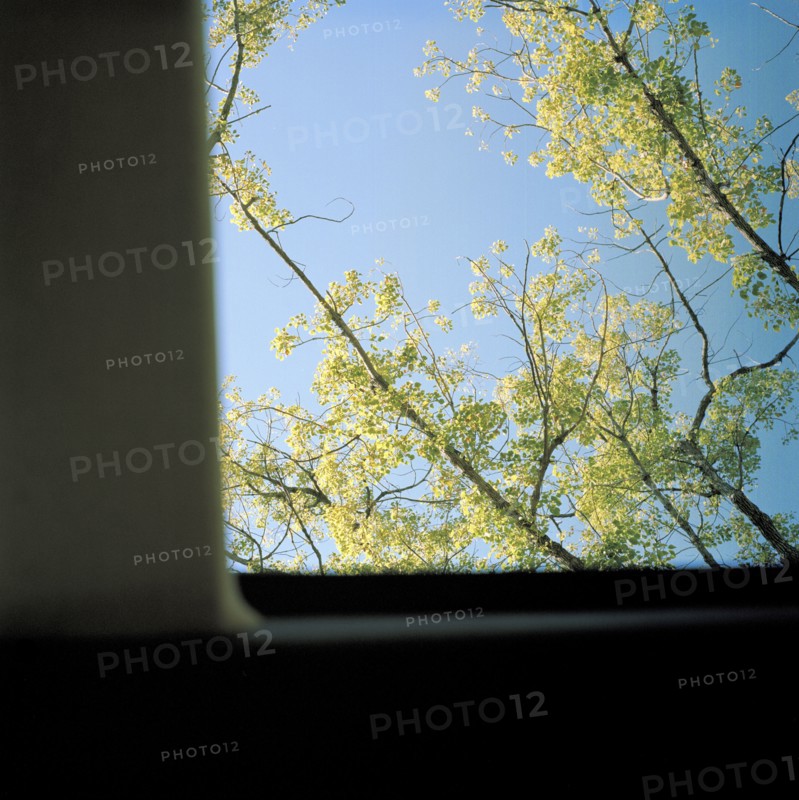 Trees and blue sky viewed through window