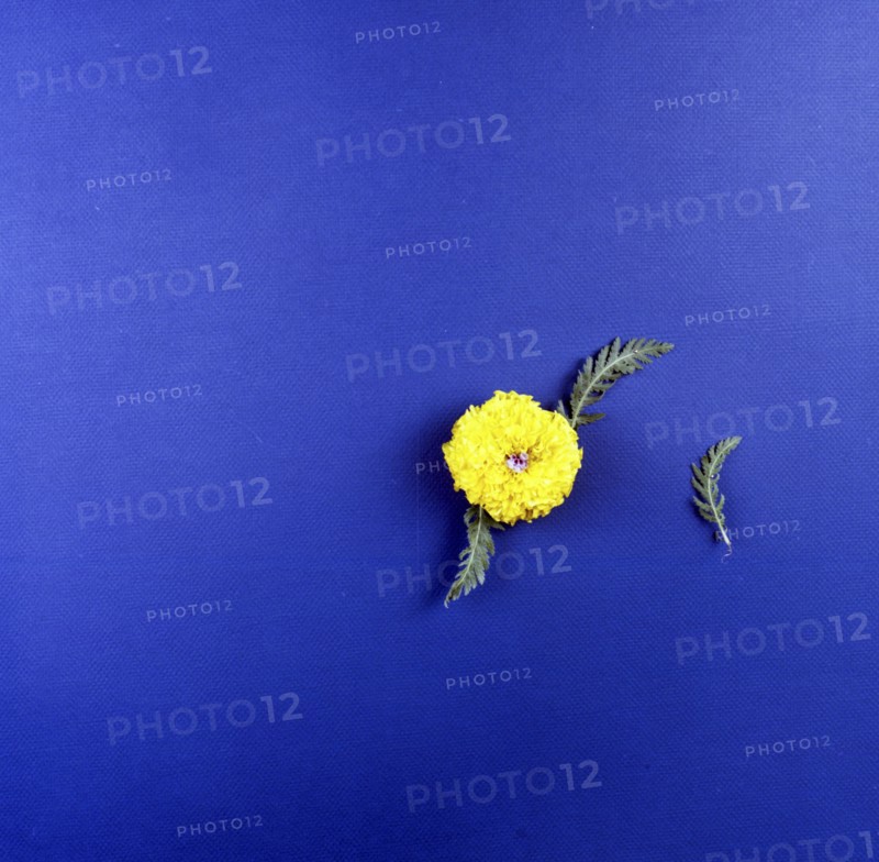 High angle view of flower and leaves