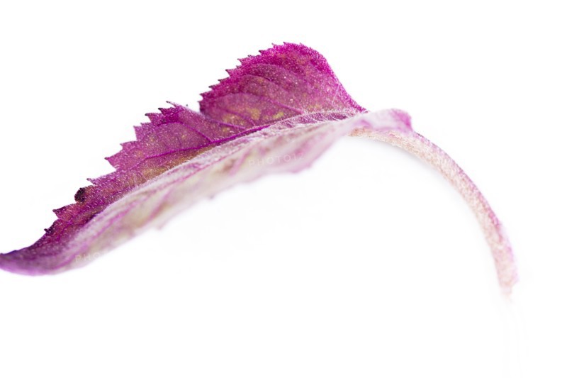Close up of wilting purple leaf