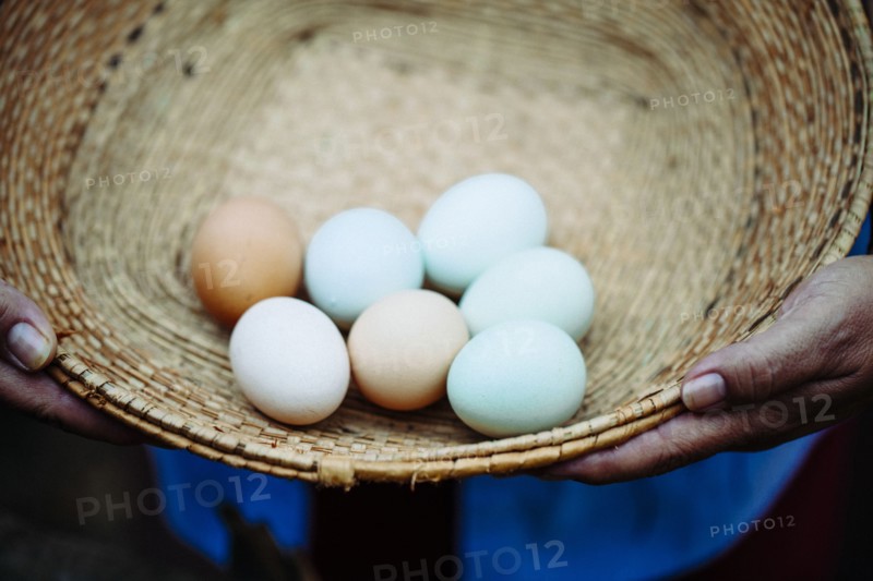 Hispanic farmer holding basket of fresh eggs