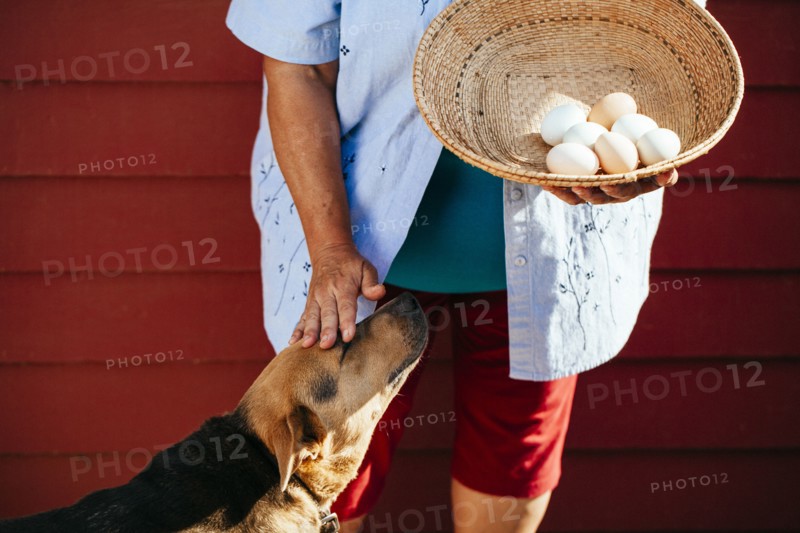Hispanic farmer with basket of eggs petting dog