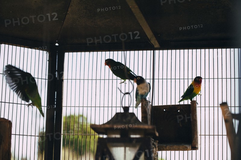 Birds perching inside cage