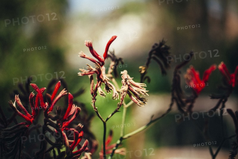 Close up of wilting flowers on shrub