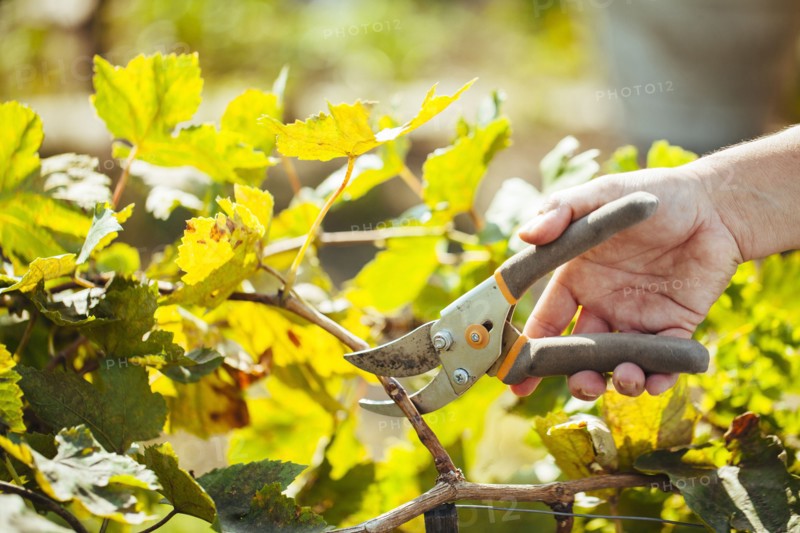 Hispanic gardener pruning plants in backyard