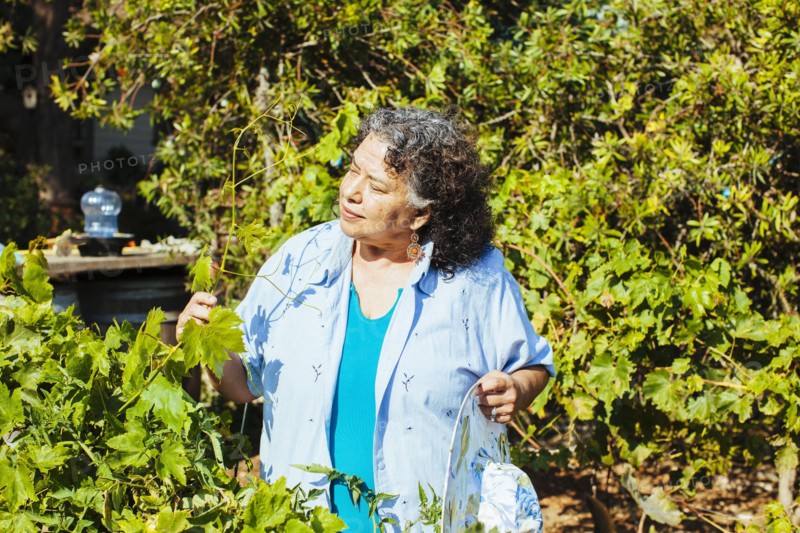 Hispanic gardener examining plants in backyard