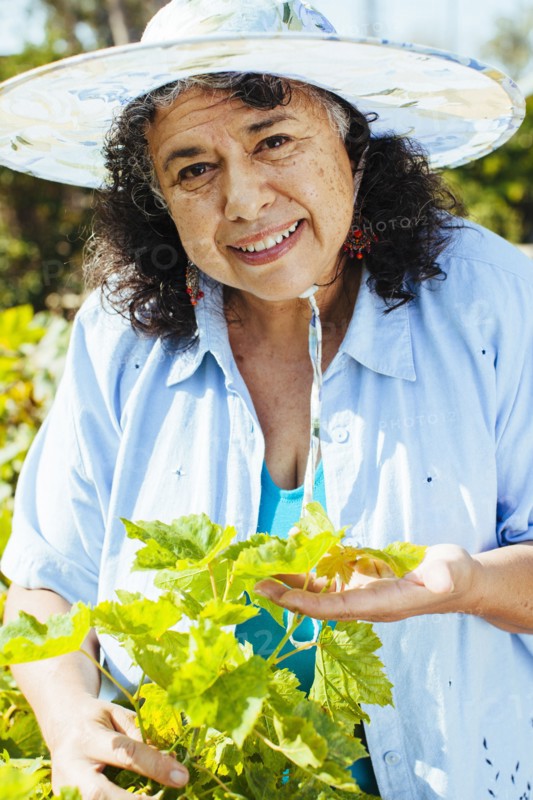 Hispanic gardener examining plants in backyard