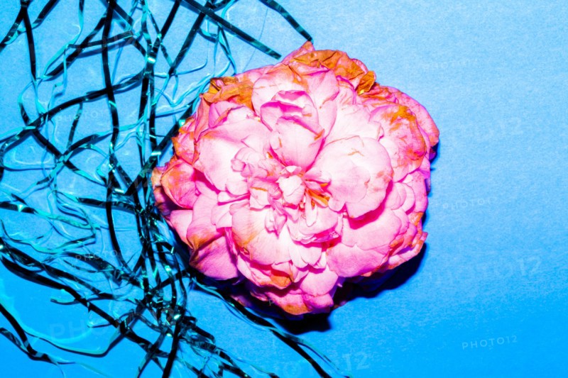 Close up of wilting flower petals