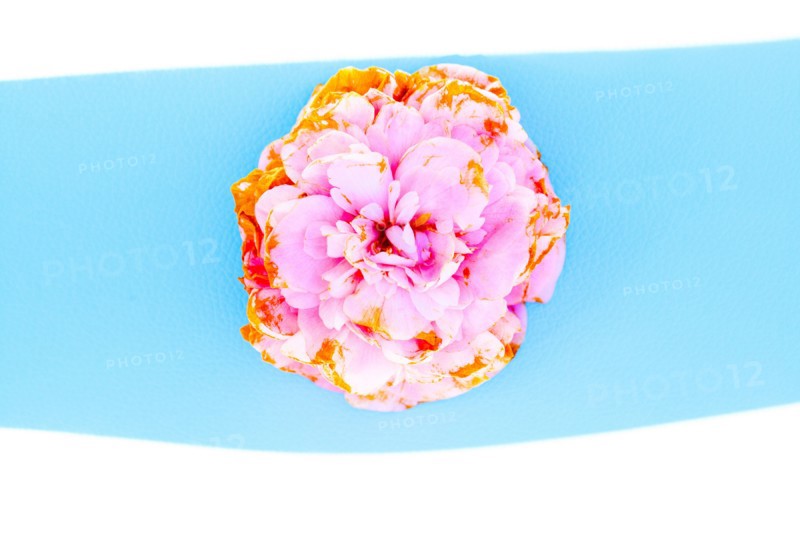 Close up of wilting flower petals