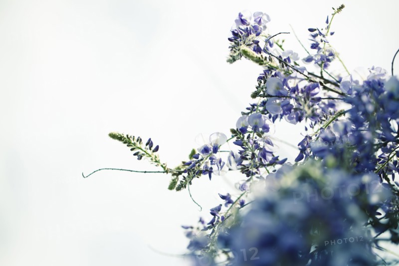 Close up of flowers growing on plant branch