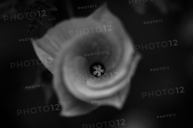 Close up of blooming flower petals