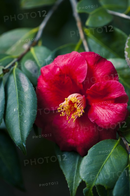 Close up of flower on leafy branch