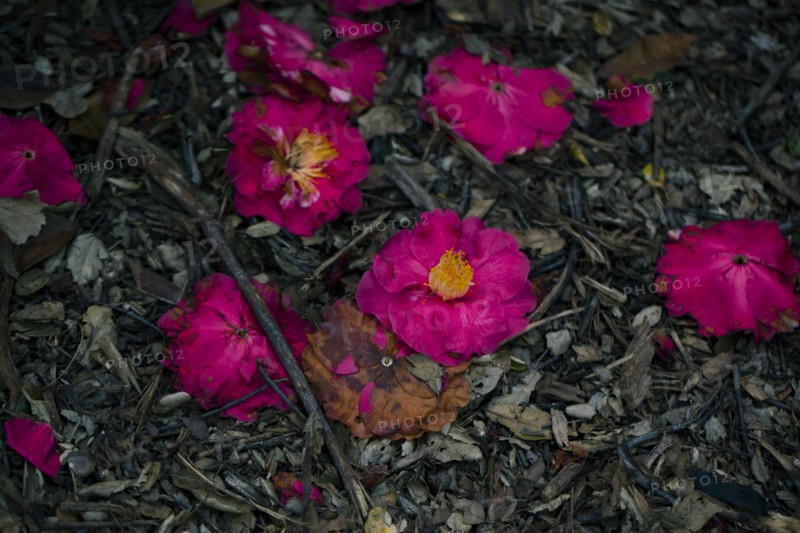 Close up of fallen wilting flowers on ground