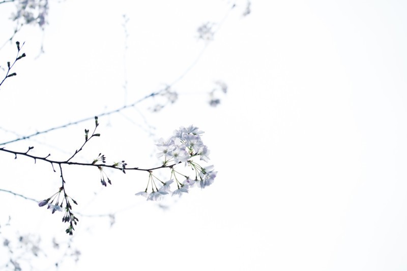 Low angle view of flowers on tree branches