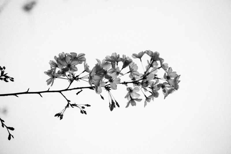 Low angle view of flowers on tree branches
