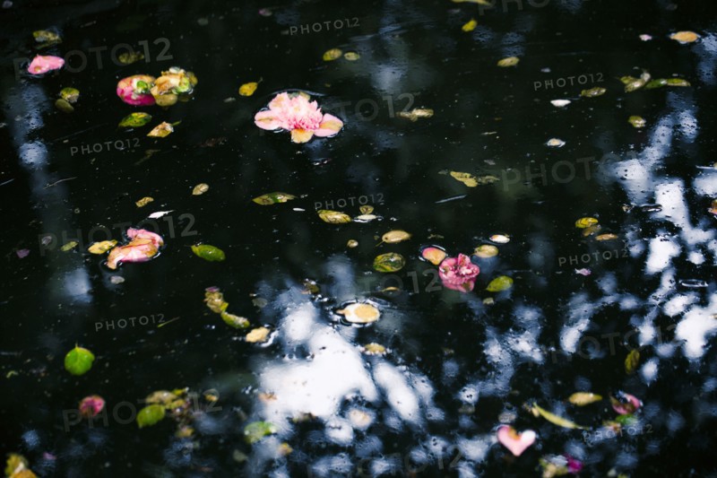 Flowers and leaves floating on still pond