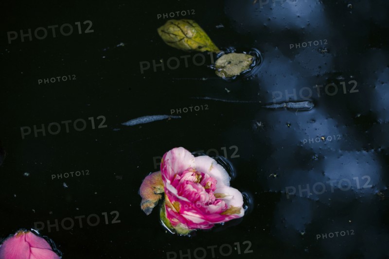 Flowers and leaves floating on still pond