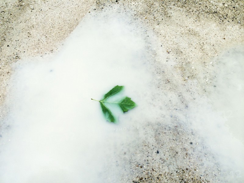 Blurred view of leaf floating in white puddle