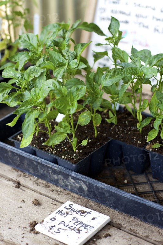 Potted plants for sale in nursery
