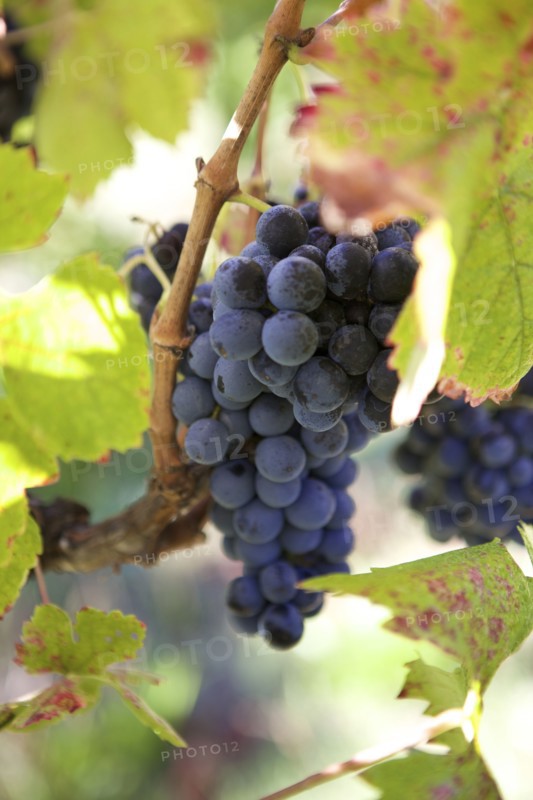 Close up of grapes growing on vine