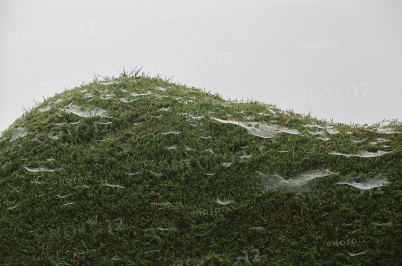 Close up of spider webs on moss