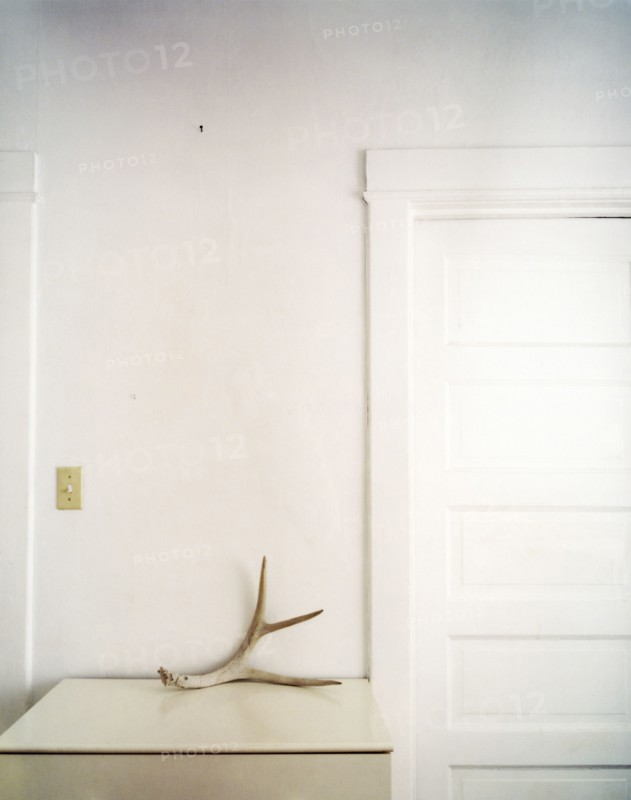 Antler on counter top