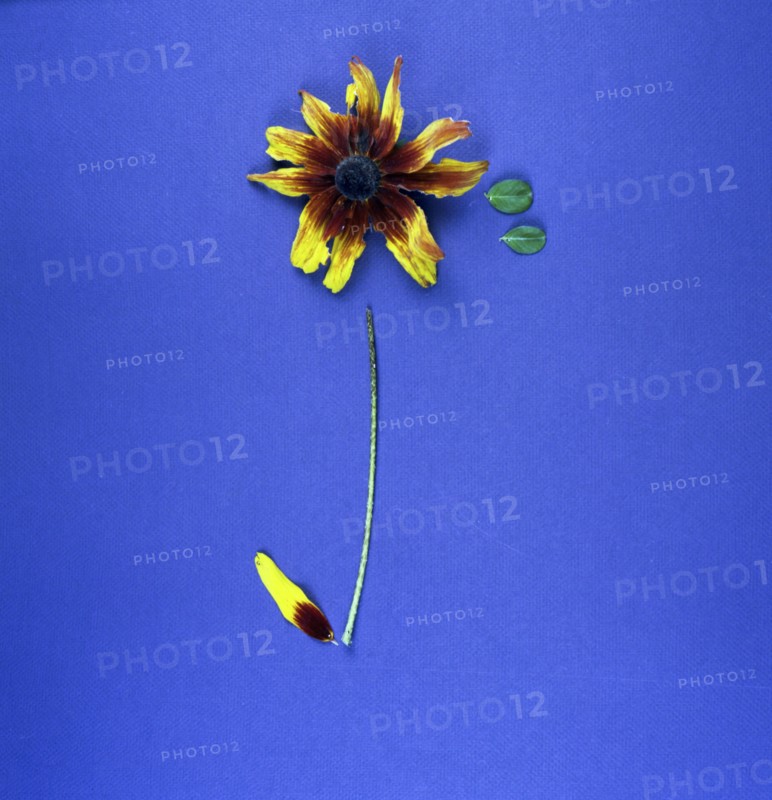 Arranged flower petals