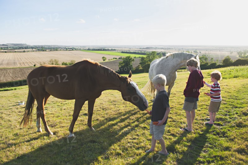 Caucasian brothers feeding horses in rural field