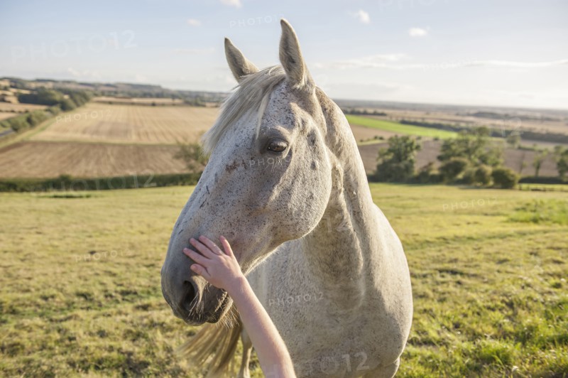 Child petting muzzle of horse in rural field