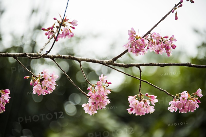 Close up of pink flowers blooming on tree branch