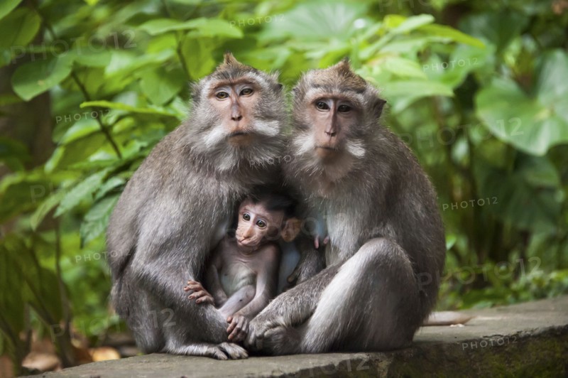 Monkeys sitting on stone banister