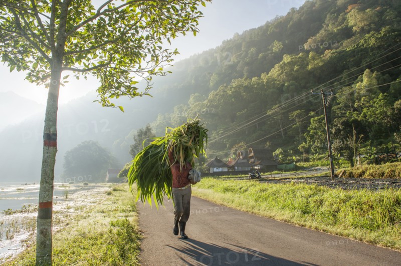 Man carrying plants for sale on rural road